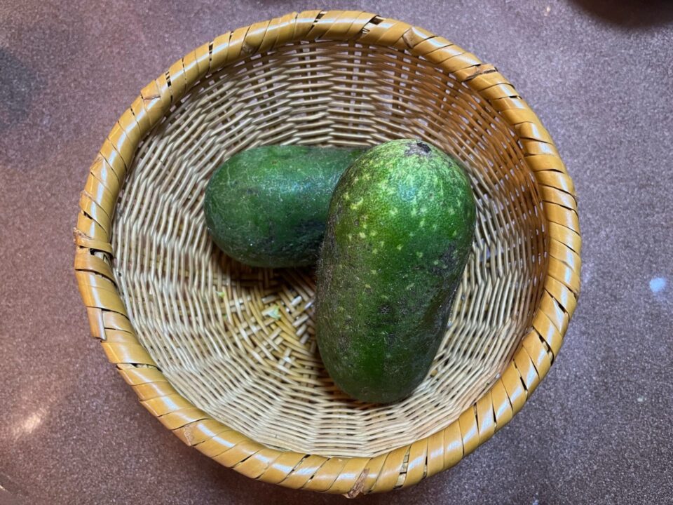 毛瓜