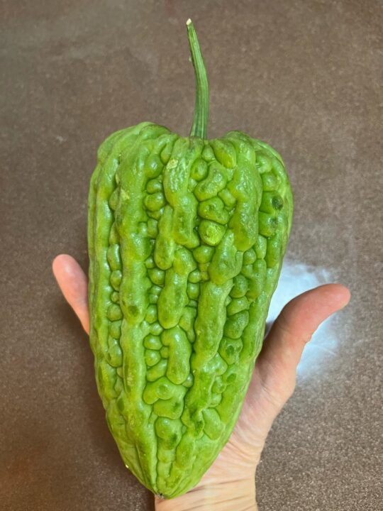 丸い苦瓜