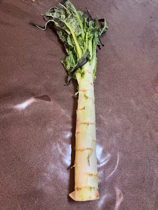 萵筍、茎レタス