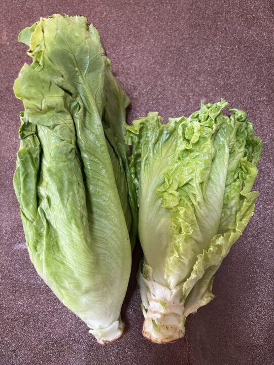 唐生菜