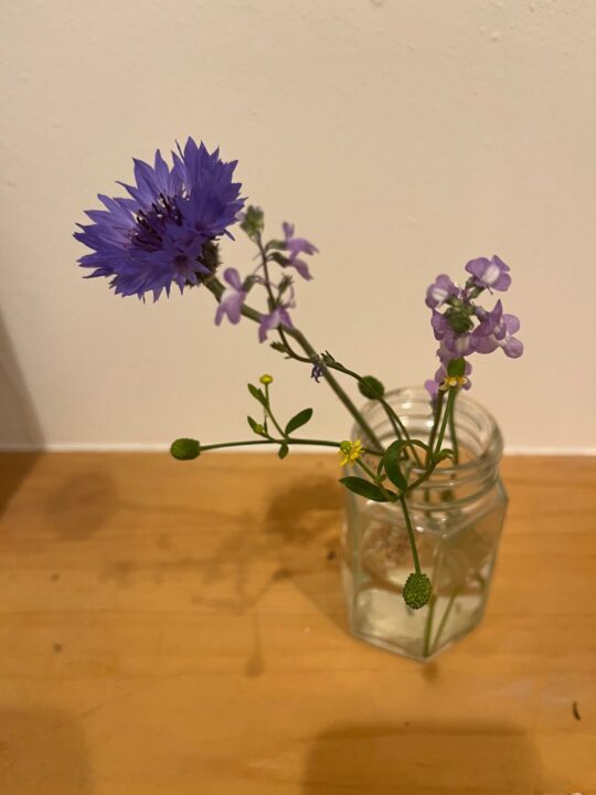 矢車草と紫サギゴケかな？